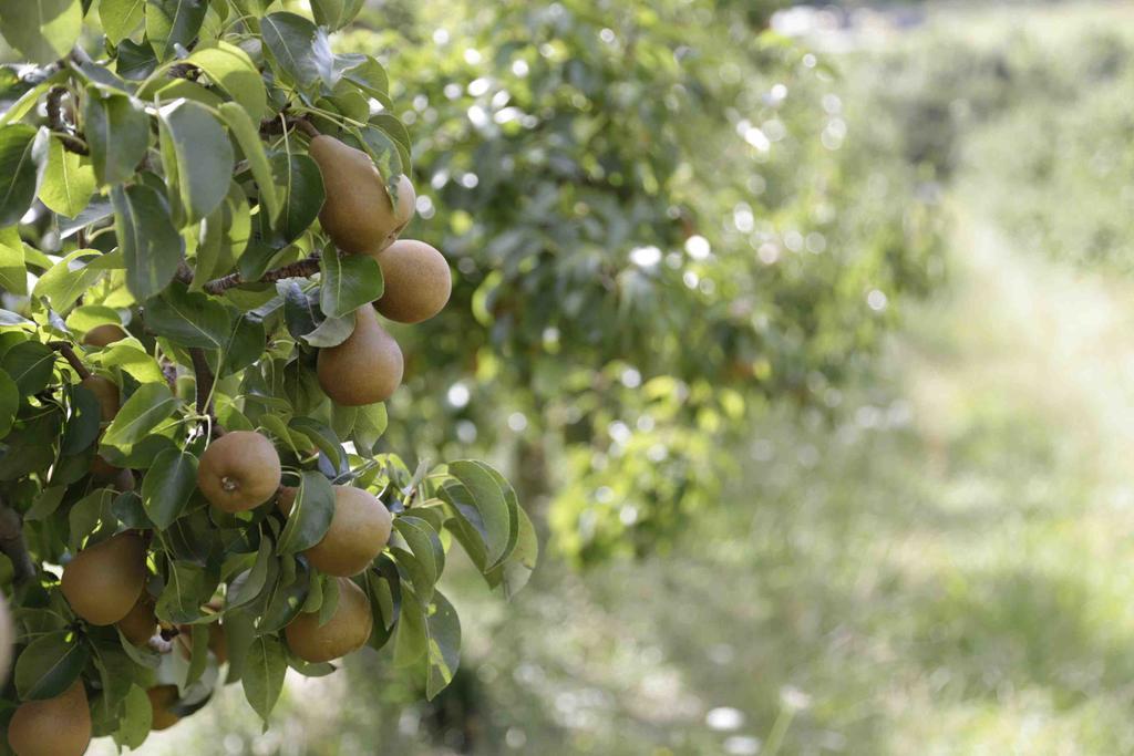 The Pear Orchard Lodge Richmond Dış mekan fotoğraf